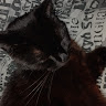 Ieatsocks Bcuzitscool