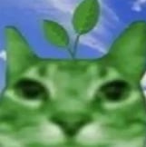 Mr Plant