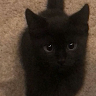 levi