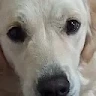 DibDabs