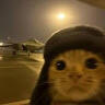 Catdark