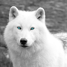 Wolff_ 1