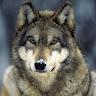 Wolfsemsk V.I.P