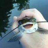 giggleshitter