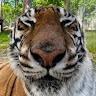 Tiger40x