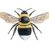 babybee2045060