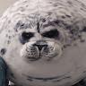 ChunkySealGaming
