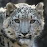 Snow Leopard Fundraiser