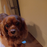 haudicash