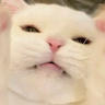 gvan
